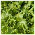 thumbnail image 3 of Everwilde Farms - 1 oz Great Lakes Batavian Lettuce Seeds - Gold Vault Bulk Seed Packet, 3 of 3