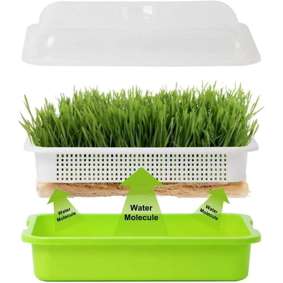 Tutuviw Seed Sprouter Tray with Lid, Nursery Seedling Seed Germination Trays, Soil Free Microgreens Growing Trays for Mung, Wheatgrass, Big Capacity Wheatgrass Grower