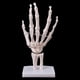 thumbnail image 2 of Hand Joint Anatomical Skeleton Model Human Medical Anatomy Study Tool Life Size, 2 of 5