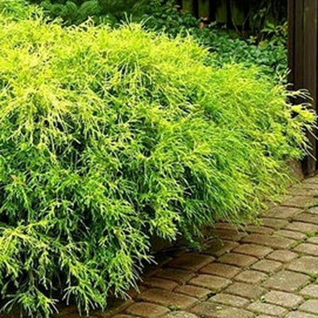 King's Gold Threadleaf Falsecypress-Evergreen-Unique Visual Interest  1 Gallon