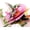Hover Hummingbird, variant on PTSPLLMY Birthday Card, Gold-Edged Butterfly Waltz Pop Up Card, 5x7 - 3D Greeting Card with Note Card & Envelope for Birthday, Anniversary, Thank You, Thanksgiving, Christmas, Get Well, Thinking o