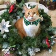 thumbnail image 4 of Mumup 2Pack Christmas Cat Collars Breakaway with Stylish Bow, 2 Pack Red Green Plaid Xmas Kitten Collar with Bell, Removable Bowtie Christmas Collar for Cats, 4 of 6