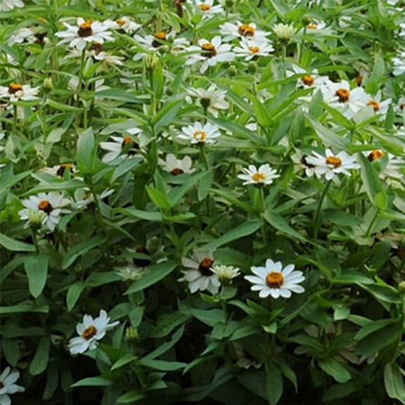Zinnia Flower Garden Seeds - Zahara Series - White - 100 Seeds - Annual Flower Gardening Seed - Zinnia Marylandia