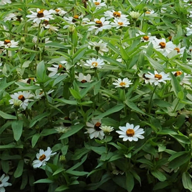 Zinnia Flower Garden Seeds Zahara Series White 100 Seeds Annual