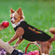 thumbnail image 4 of Camiseta para perro con estampado de amor, ropa cómoda de algodón para perros, camisa para perros de secado rápido, ropa de moda para mascotas, 4 of 5