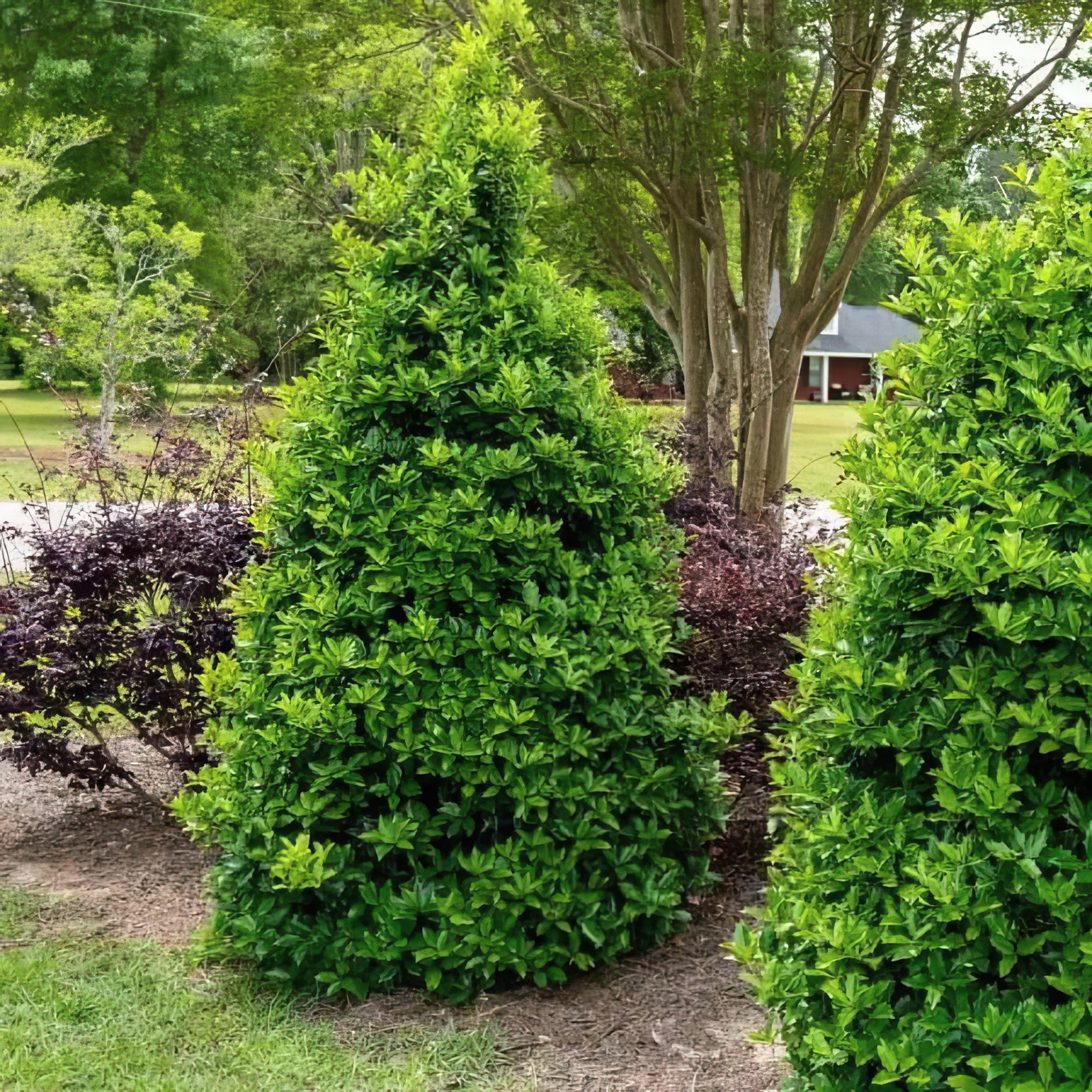 2 gal Oakland Holly Live Shrub with Full Sunlight Conditions