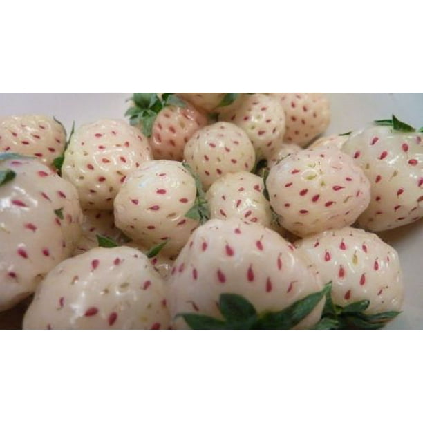 Strawberry Alpine White Soul Bulk 1 000 Seeds Fragaria Vesca Great Heirloom Vegetable Walmart Com