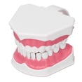 thumbnail image 1 of Dental Teaching Model, Vivid Design Teeth Model Better Display 120 Degree Opening  For Practice ANGGREK Dental Teaching Model, 1 of 8