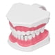 thumbnail image 3 of Modelo de Diente, Modelo de Dientes Cepillado de Dientes Modelo de Diente Humano Modelo de Enseñanza Dental Solución Innovadora NikouMX herramienta, 3 of 8