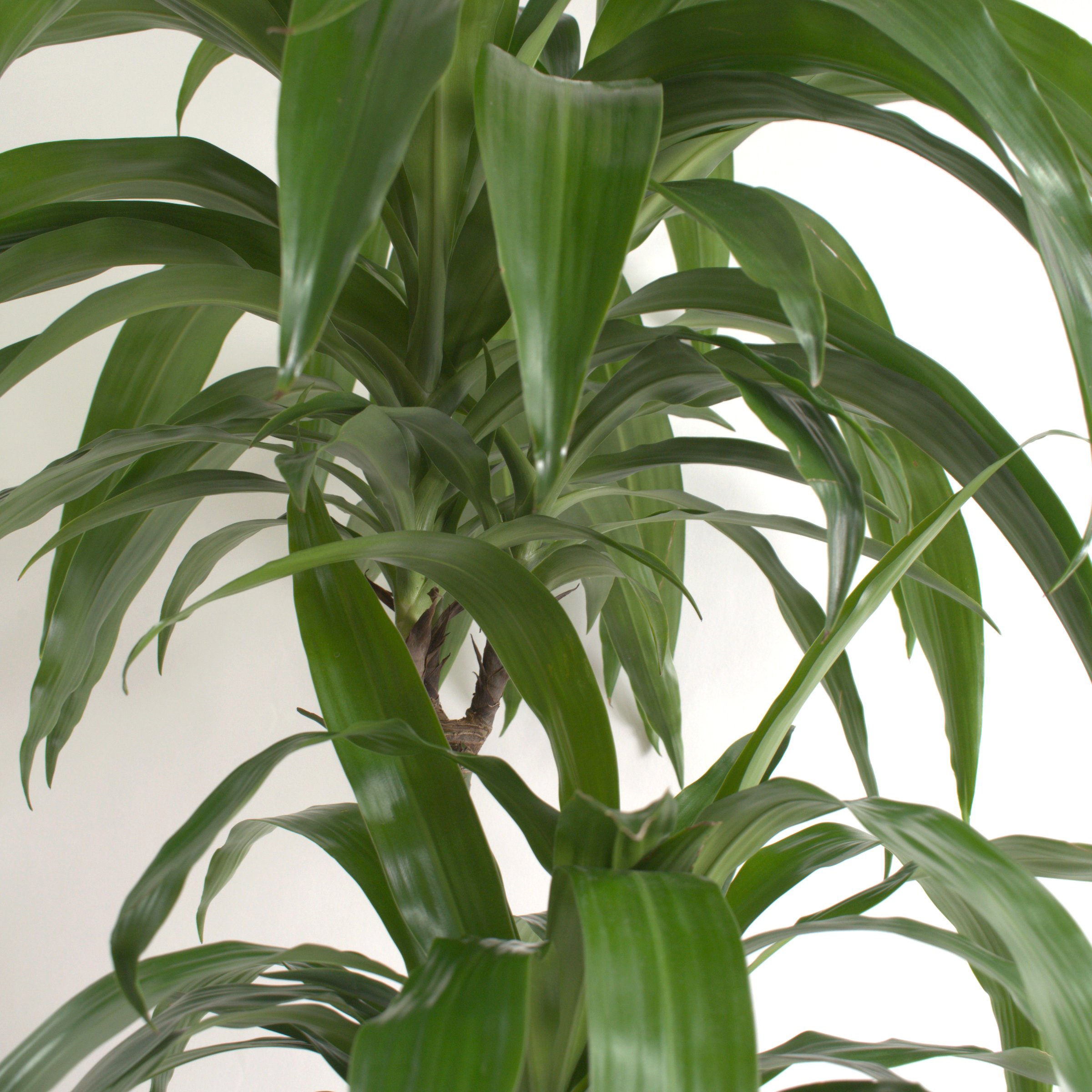 6 in. Dracaena Janet Craig Compacta Plant in Grower Container