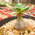 thumbnail image 3 of Desert Rose, Low Maintenance - Easy Grow - Ideal for Beds Borders, Plant Pots & Planters, 3 of 4