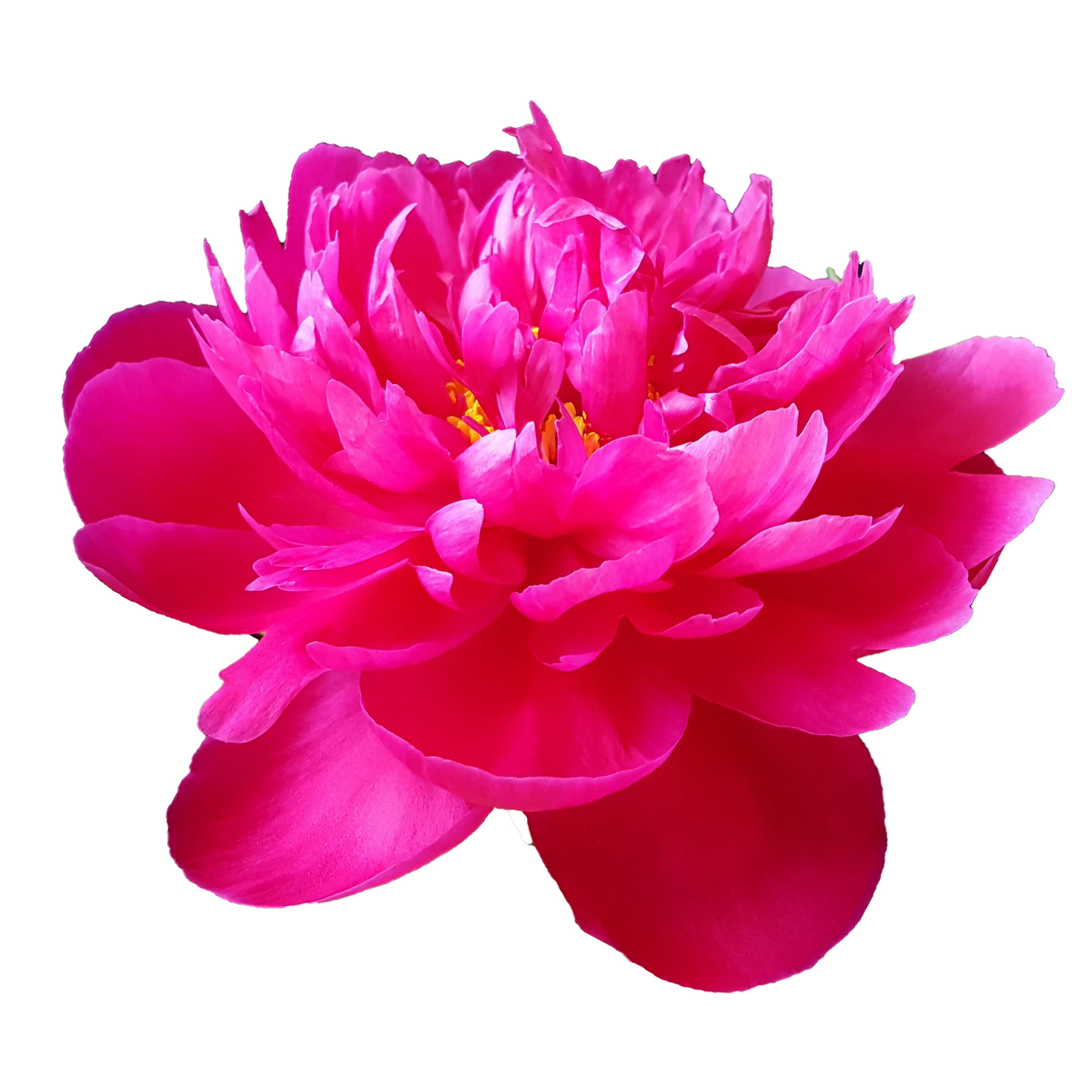 Hot Pink Peonies Fresh Cut 40 Stems
