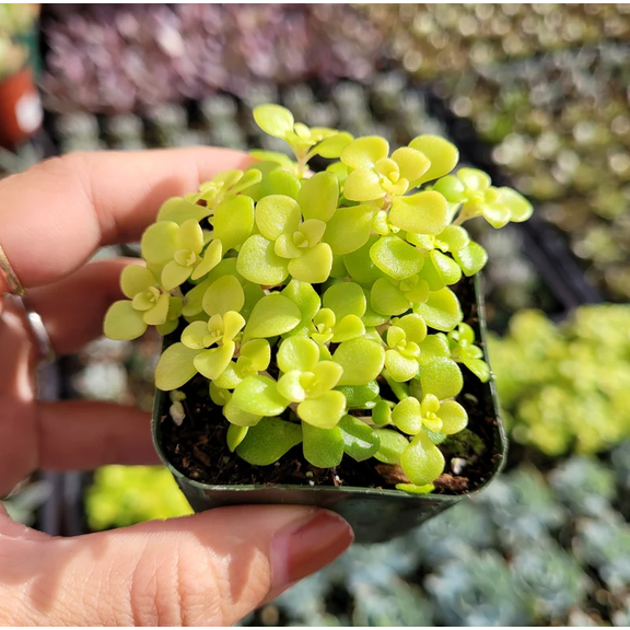 Sedum Makinoi 'Ogon' Japanese Stonecrop Succulent Live Plant 2 Inch for Indoor Outdoor Home Office Garden Decor