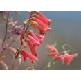 thumbnail image 2 of Fitzharris, Tim 18x14 White Modern Wood Framed Museum Art Print Titled - Firecracker Penstemon, 2 of 4