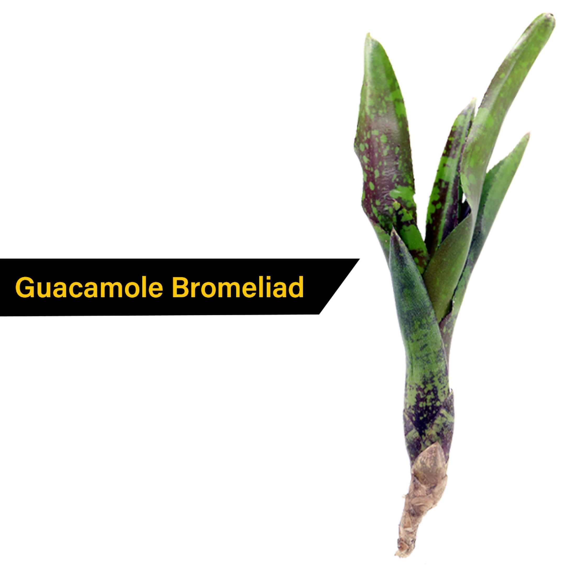 ReptiCulture Assorted Bromeliad Plant 6 ct