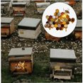 thumbnail image 4 of Plant Labels Seed Sign Wooden Garden Labels Stakes Tags for Seed Herbs Vegetables Flowers style4, Garden Tools Ormromra WMJ-0901, 4 of 6