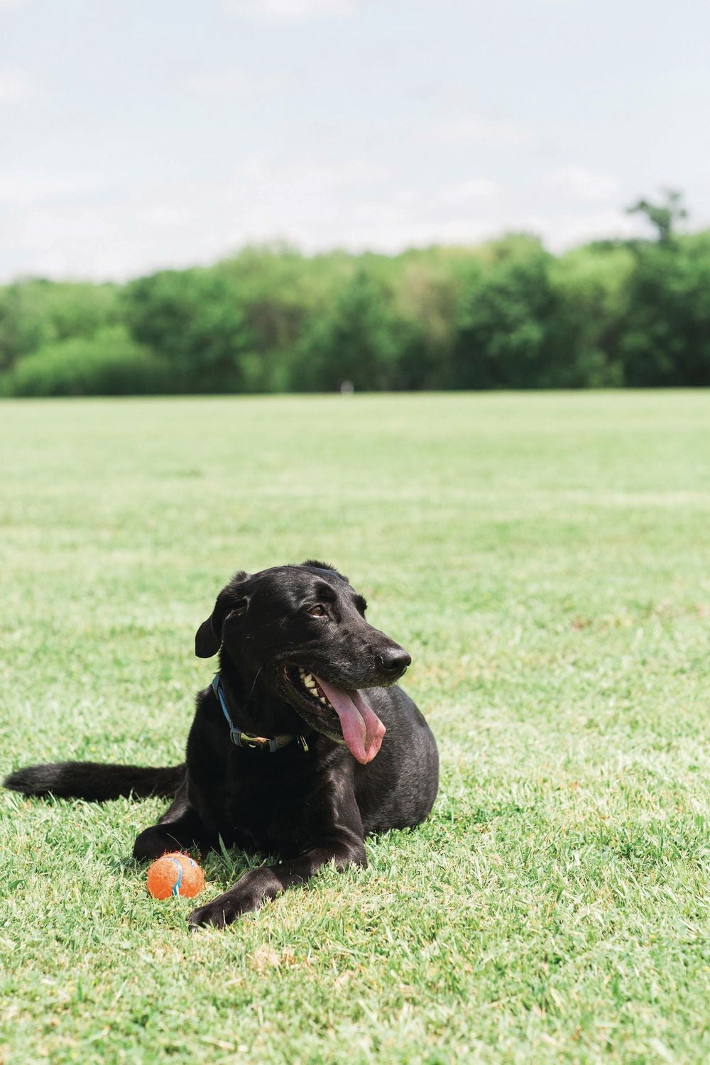 CHUCKIT! TENNIS BALL 4-PACK MEDIUM DOG TOY
