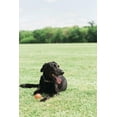 thumbnail image 2 of Chuckit! Tennis Ball 4-Pack, Medium, 2 of 4