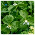thumbnail image 5 of Everwilde Farms - 40 White Trillium Native Wildflower Seeds - Gold Vault Seed Packet, 5 of 5