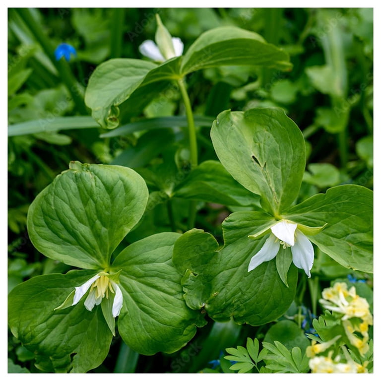 Everwilde Farms - 40 White Trillium Native Wildflower Seeds - Gold Vault  Seed Packet - Walmart.com
