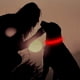 thumbnail image 5 of Collar LED para perros, collar con luz LED, recargable por USB, collar de seguridad para perros, collar con luz roja para perros, 5 of 5