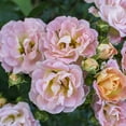 thumbnail image 3 of Drift Peach Rose Live Shrub (2 Gallon), 3 of 12