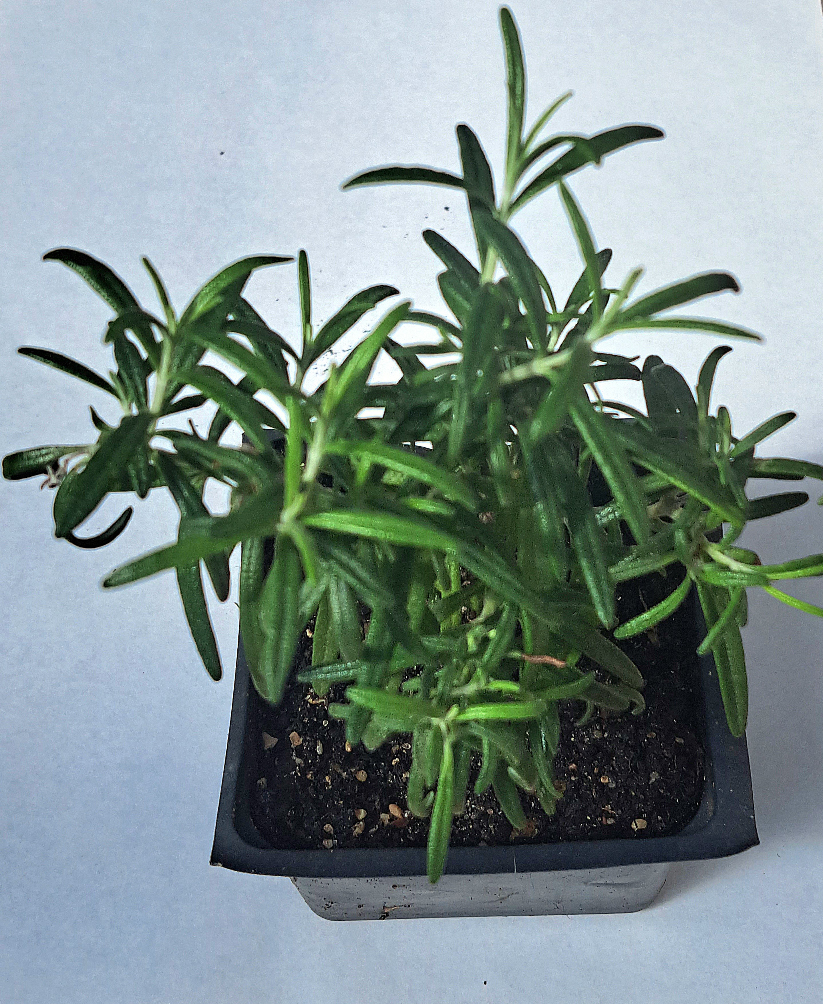Upright Rosemary Plant, (Rosemarinus officinalis) 2.5 inch pot