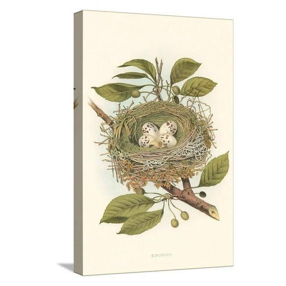Art.com Kingbird Nest and Eggs Stretched Canvas Print Wall Art, 12" x 18"