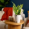 thumbnail image 4 of Plants with Benefits by Costa Farms 12" Sansevieria Superba House Plant in 6" Self-Watering Pot, 4 of 7