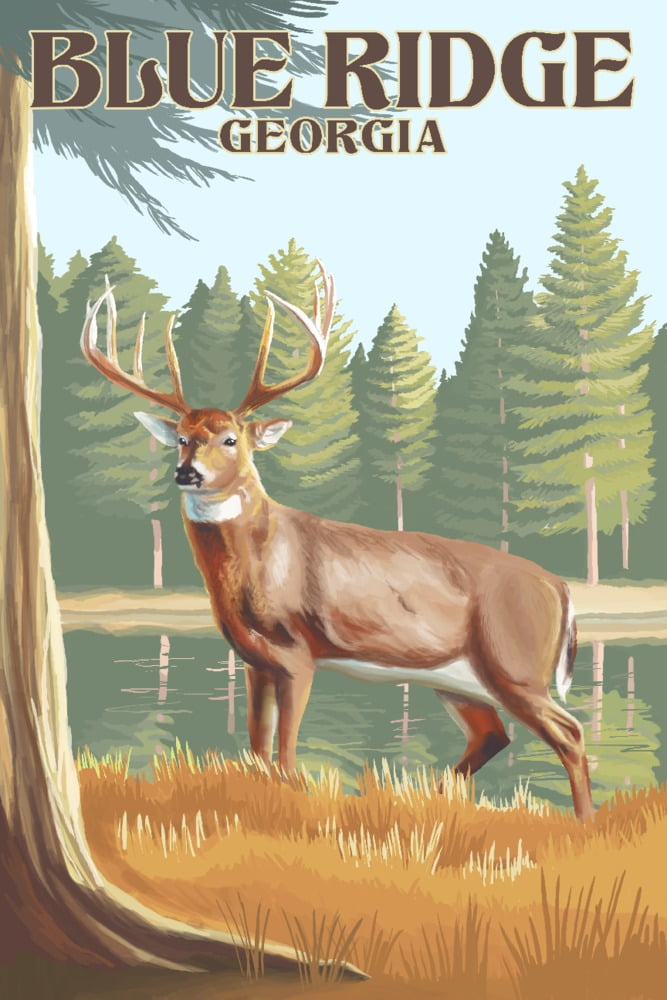 Blue Ridge, Georgia, White Tailed Deer (16x24 Giclee Gallery Art Print ...