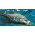 thumbnail image 1 of Crappie Fish Eating Photo License Plate, 1 of 9