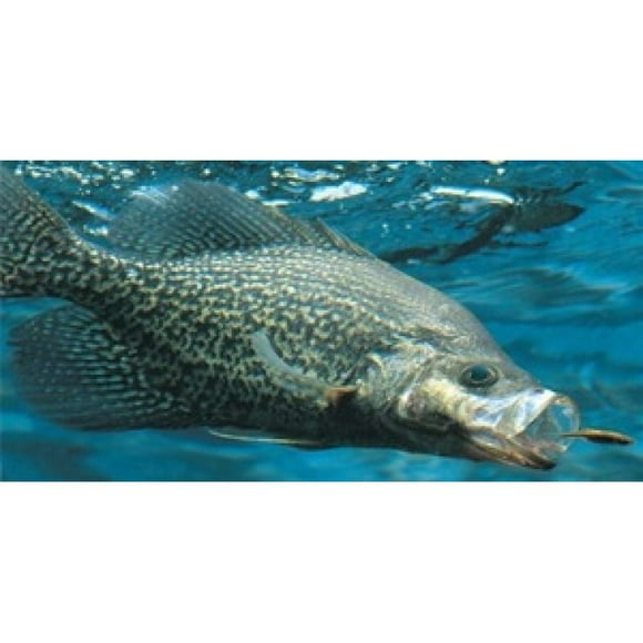 Crappie Fish Eating Photo License Plate