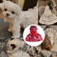 thumbnail image 5 of Vestido de perro cachorro falda flor niña una pieza con lazo mascota vestido boda cumpleaños fiesta cachorro vestido Adepaton CPB-DE-LYY2009-3, 5 of 5
