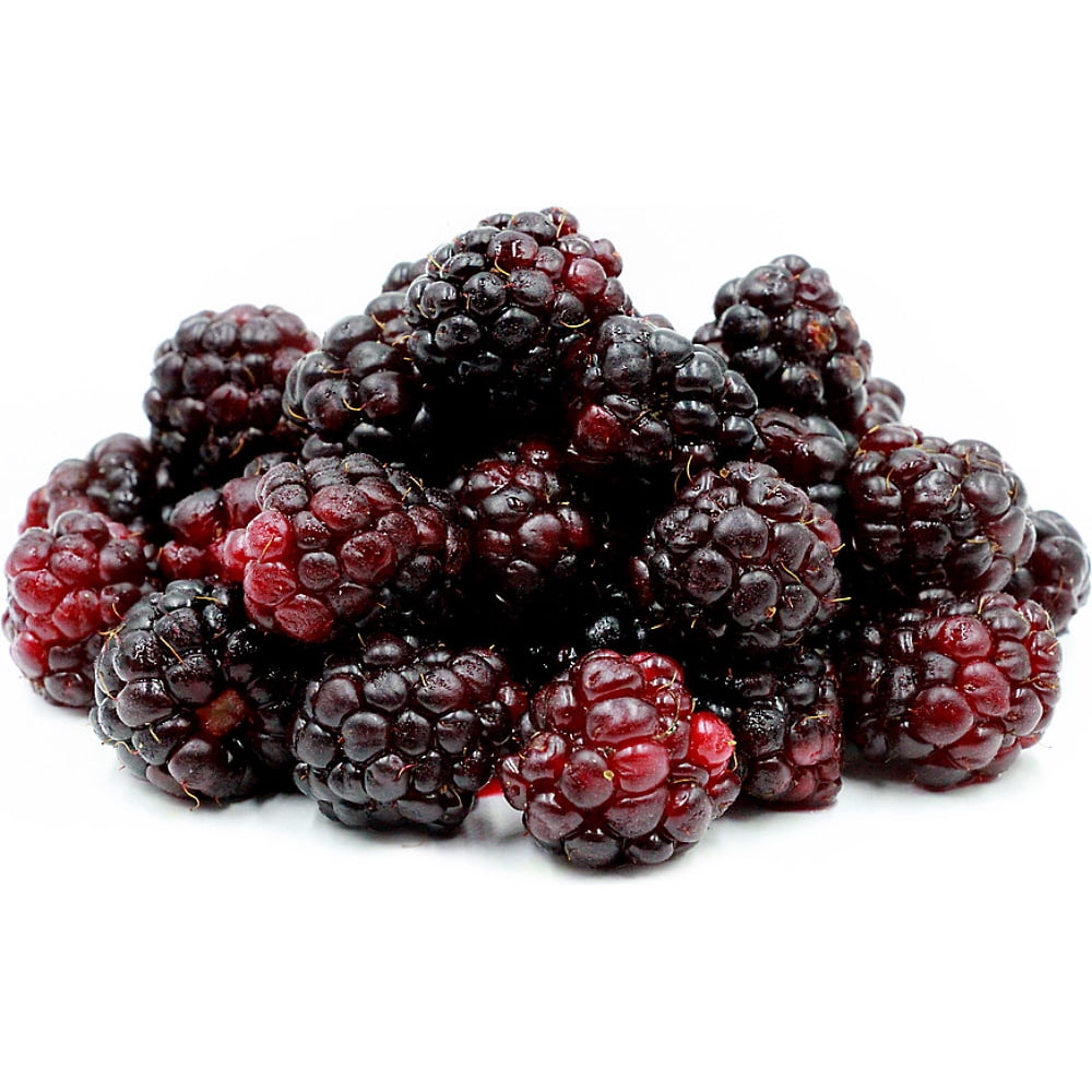 Boysenberry Rubus thornless 2.5" Pot