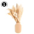 thumbnail image 4 of Koyal Wholesale 80 pcs 18" White Natural Dried Pampas Grass Bouquet, Fluffy Bunny Tails Reed Grass, 1-Pack, 4 of 5