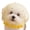 Yellow, variant on Anti Eating Cover for Small Dog and Cats Dogs Head Protector Cat Face Guard Head Net Mesh Snood Prevent Foxtails Thorns Sticks Rocks