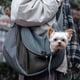 thumbnail image 3 of Bolsa bandolera para perros y gatos, de malla transpirable, segura para viajar, 3 of 7