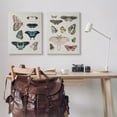 thumbnail image 3 of Stupell Industries Vintage Butterflies & Moths Animals & Insects Painting Gallery Wrapped Canvas Art Print Wall Art, 24 x 30, Set of 2, 3 of 8