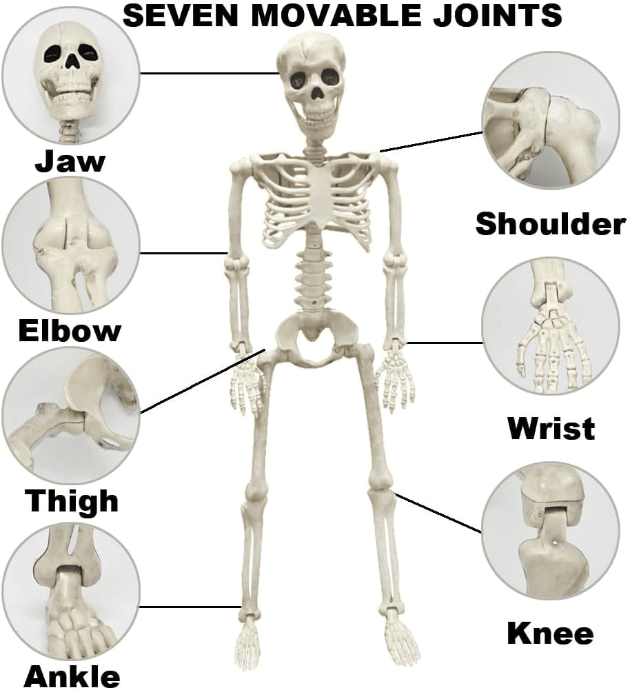 3 FT Posable Skeleton Decoration with Movable Joints for Halloween Party