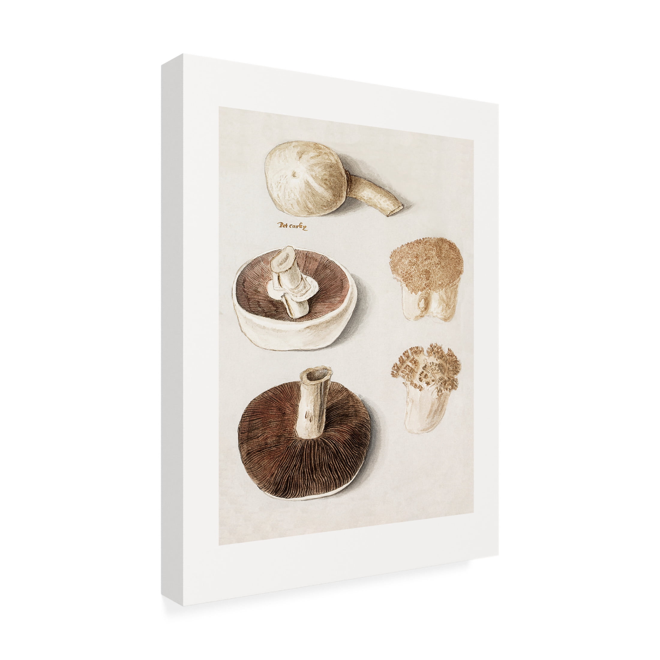Trademark Fine Art Pictufy Common Meadow Mushroom Canvas Wall Art