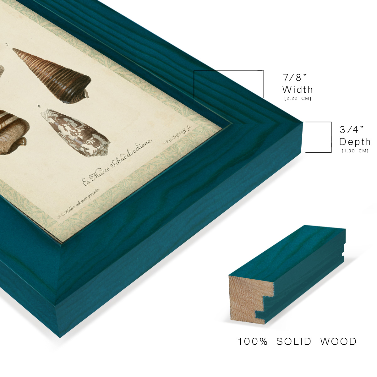 Bookplate Shells VI - Framed Print w/glass - Ocean Blue