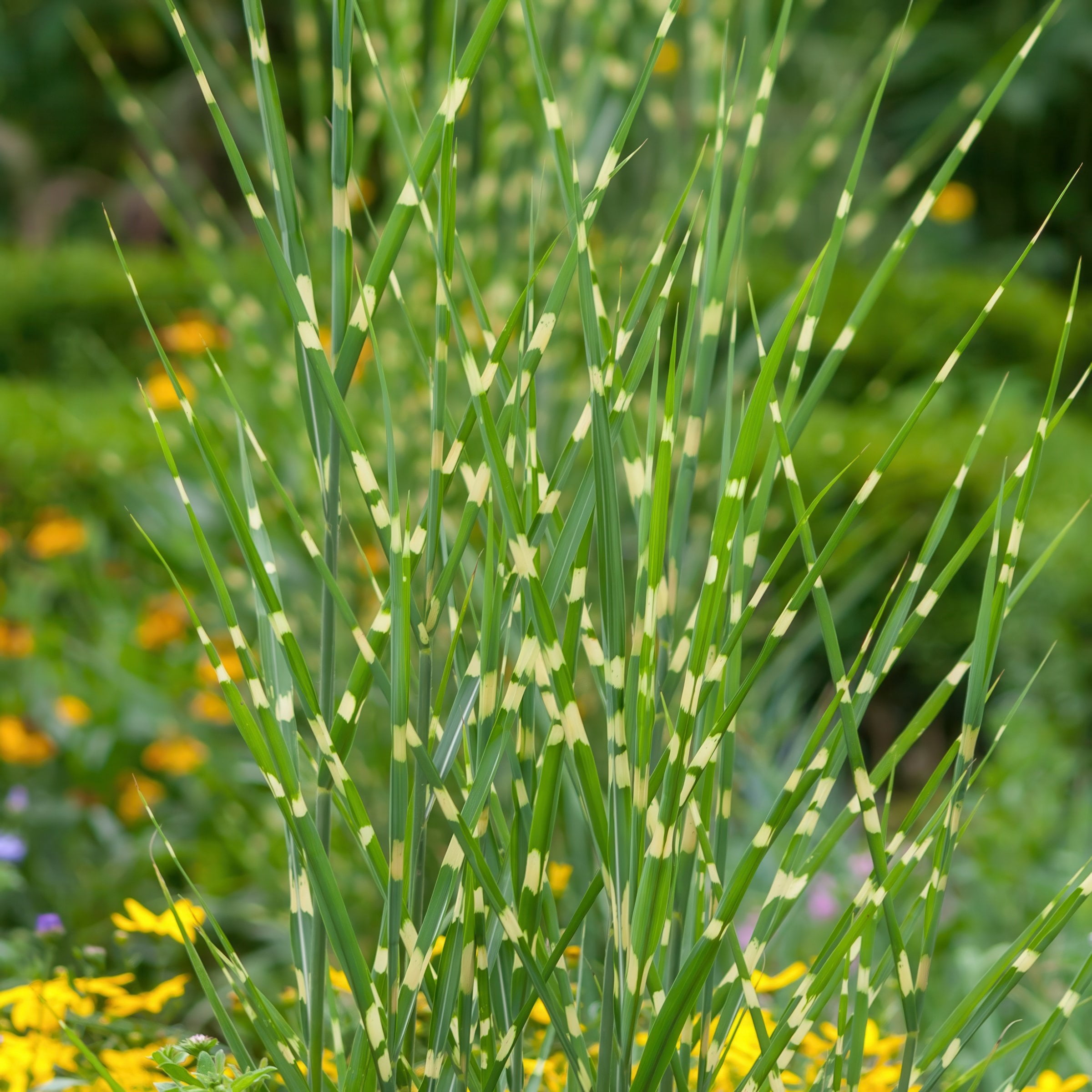 4 in. Miscanthus Bandwidth Dwarf Maiden Live Ornamental Grass (3-Pack)