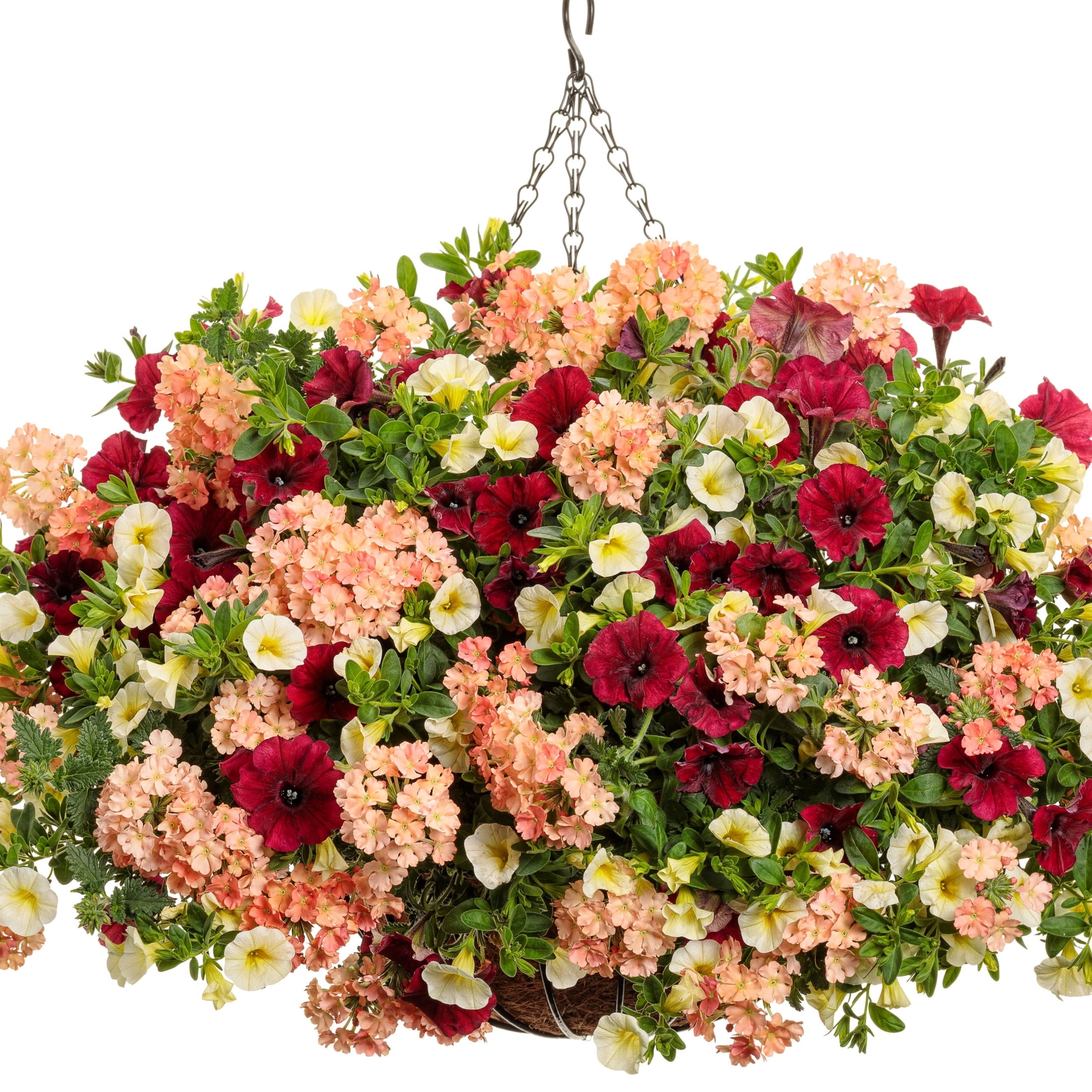Proven Winners 4" Orange Superbena Peachy Keen Verbena Live Plant in 4.25" Pot (4 Count)