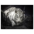 thumbnail image 2 of Design Art - White Tiger, 2 of 4