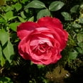 thumbnail image 4 of Brighter Blooms - Blaze Improved Climbing Rose Shrub, 3 gal - No Shipping to AK, AZ, HI, 4 of 4