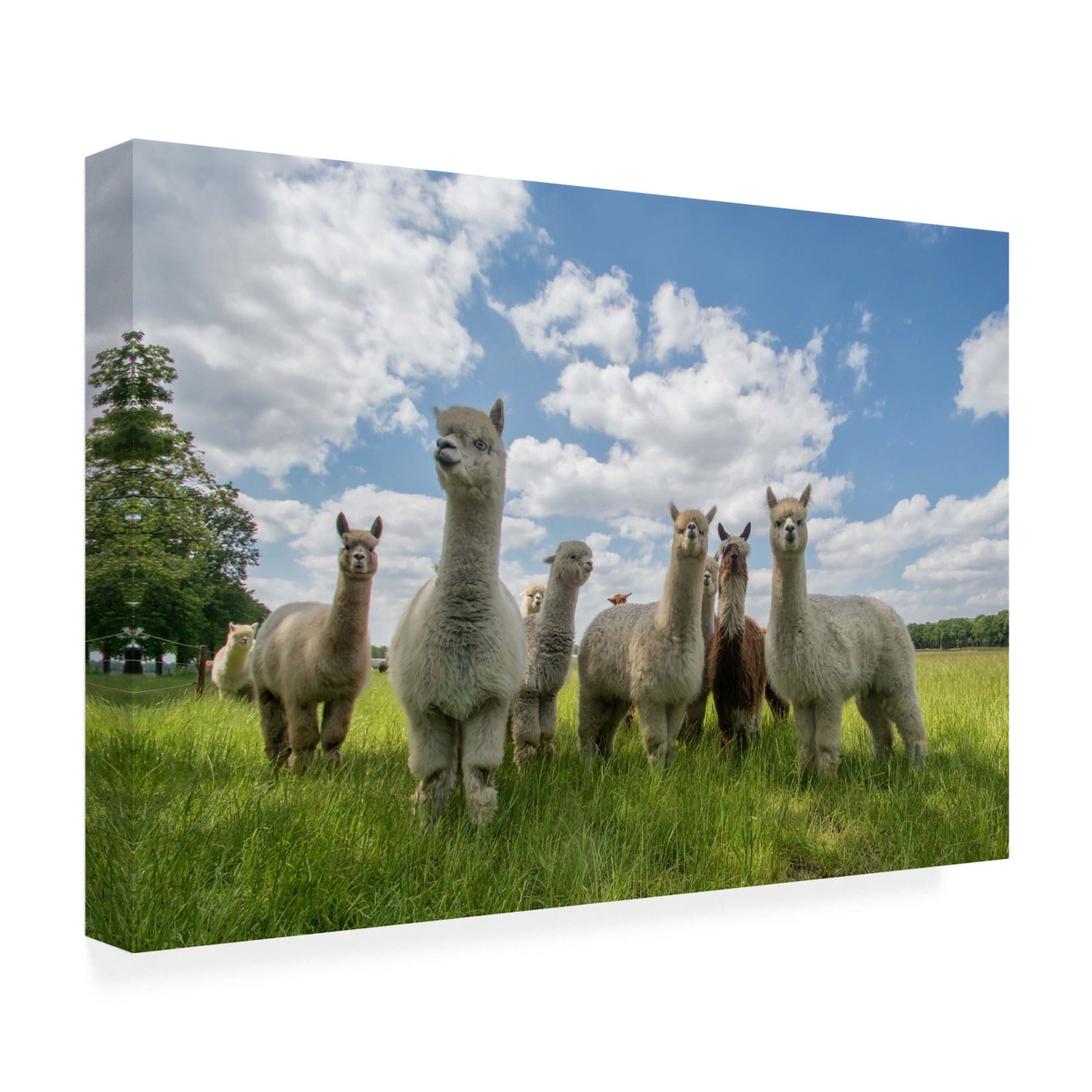 Canvas Wall Art - Gert Van Den 'Send In The Alpacas' Wall Art for Living Room, Bedroom, or Office D?cor by Trademark Fine Art - 19 x 12 Inches