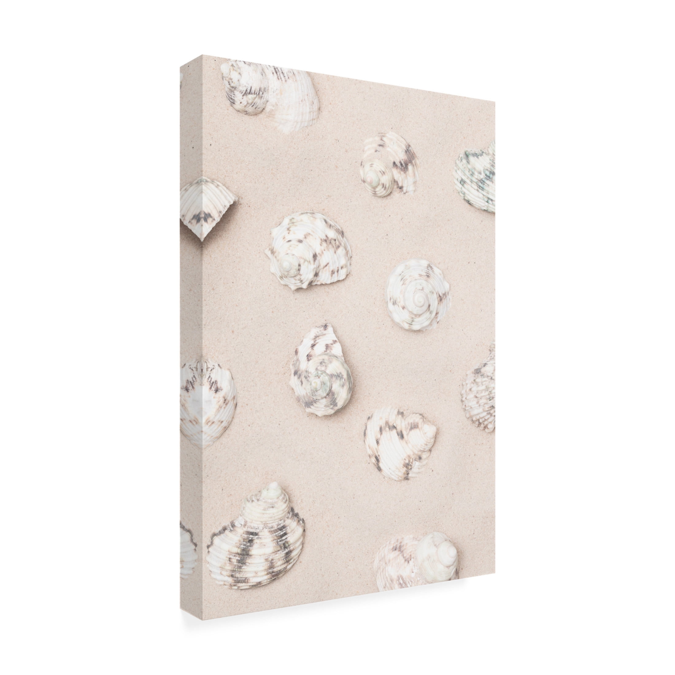 Trademark Fine Art Pictufy Studio Shells 2 Canvas Wall Art