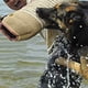 thumbnail image 4 of Manga de mordedura de perro jinwen protección de entrenamiento para Bullmastiff, 4 of 8