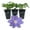 3 Plants, variant on Clematis Diana's Delight - Live Starter Plant in a 2 Inch Growers Pot - Starter Plants Ready for The Garden - Rare Clematis for Collectors