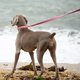 thumbnail image 5 of Collar y correa de perro DOGWONG de algodón rosa para niñas y perros, 5 of 6